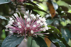 Clerodendrum quadriloculare